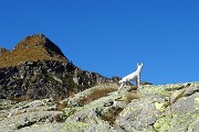 34 Pizzo della nebbia con Stelina